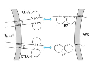 Control! CTLA 4 acts to
prevent overstimulation!
 