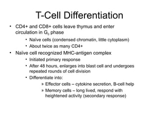 T-Cell Differentiation
• CD4+ and CD8+ cells leave thymus and enter
circulation in G0 phase
• Naïve cells (condensed chromatin, little cytoplasm)
• About twice as many CD4+
• Naïve cell recognized MHC-antigen complex
• Initiated primary response
• After 48 hours, enlarges into blast cell and undergoes
repeated rounds of cell division
• Differentiate into:
» Effector cells – cytokine secretion, B-cell help
» Memory cells – long lived, respond with
heightened activity (secondary response)
 