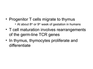 • Progenitor T cells migrate to thymus
• At about 8th
or 9th
week of gestation in humans
• T cell maturation involves rearrangements
of the germ-line TCR genes
• In thymus, thymocytes proliferate and
differentiate
 
