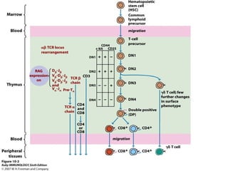 DN = Double
negative
CD4- and
CD8-
DP = Double
positive
CD4+ and
CD8+
C-kit –
receptor for
stem cell
growth factor
CD44 – an
adhesion
molecule
CD25 - alpha
chain of IL-2
receptor
 