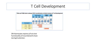 T Model Development T Cell Development.pptx