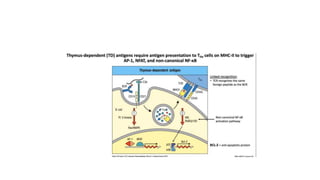 T Cell Development.pptx