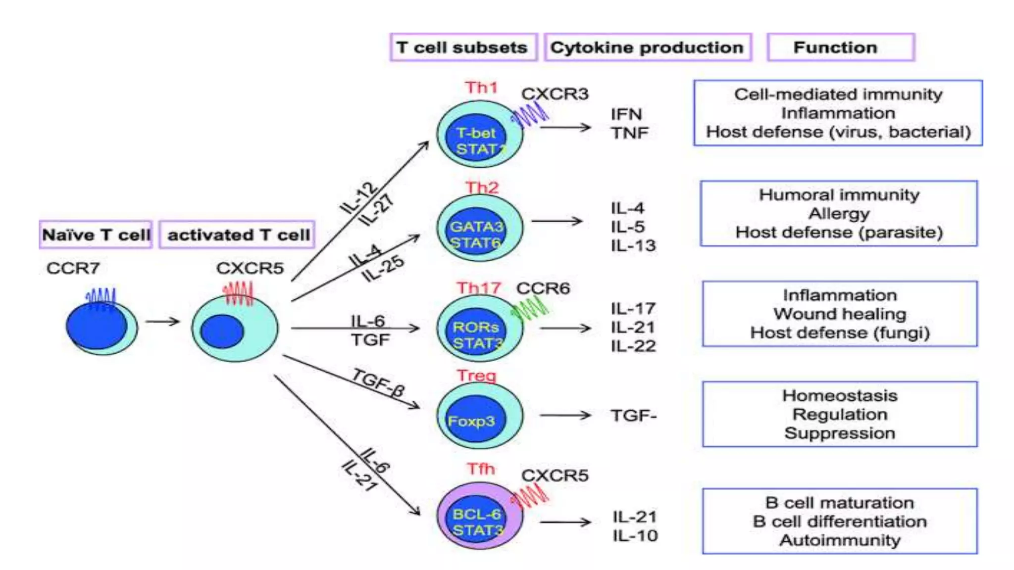 T cell lymphomas - By Dr MULUKALA SWETHA | PPTX