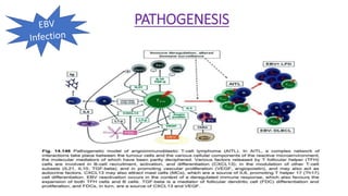 PATHOGENESIS
 