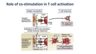 Role of co-stimulation in T cell activation