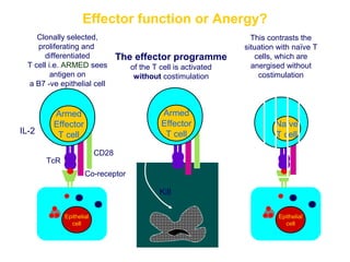 Adaptive immunity | PPT