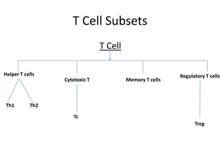 T Cell Subsets
T Cell
Helper T cells
Cytotoxic T Memory T cells
Regulatory T cells
Th1 Th2
Tc
Treg
 