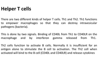 There are two different kinds of helper T cells. Th1 and Th2. Th1 functions
to empower macrophages so that they can destroy intravesicular
pathogens (bacteria).
This is done by two signals. Binding of CD40L from Th1 to CD40LR on the
macrophage and by interferon gamma released from Th1.
Th2 cells function to activate B cells. Normally it is insufficient for an
antigen alone to stimulate the B cell to activation. The Th2 cell when
activated will bind to the B cell (CD40L and CD40LR) and release cytokines
Helper T cells
 