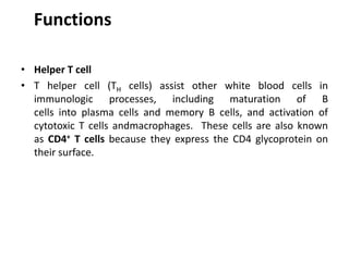Functions
• Helper T cell
• T helper cell (TH cells) assist other white blood cells in
immunologic processes, including maturation of B
cells into plasma cells and memory B cells, and activation of
cytotoxic T cells andmacrophages. These cells are also known
as CD4+ T cells because they express the CD4 glycoprotein on
their surface.
 