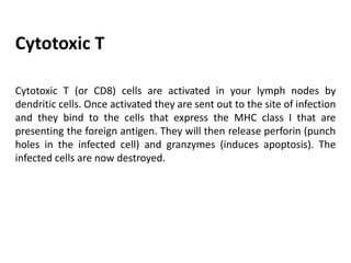 Cytotoxic T (or CD8) cells are activated in your lymph nodes by
dendritic cells. Once activated they are sent out to the site of infection
and they bind to the cells that express the MHC class I that are
presenting the foreign antigen. They will then release perforin (punch
holes in the infected cell) and granzymes (induces apoptosis). The
infected cells are now destroyed.
Cytotoxic T
 