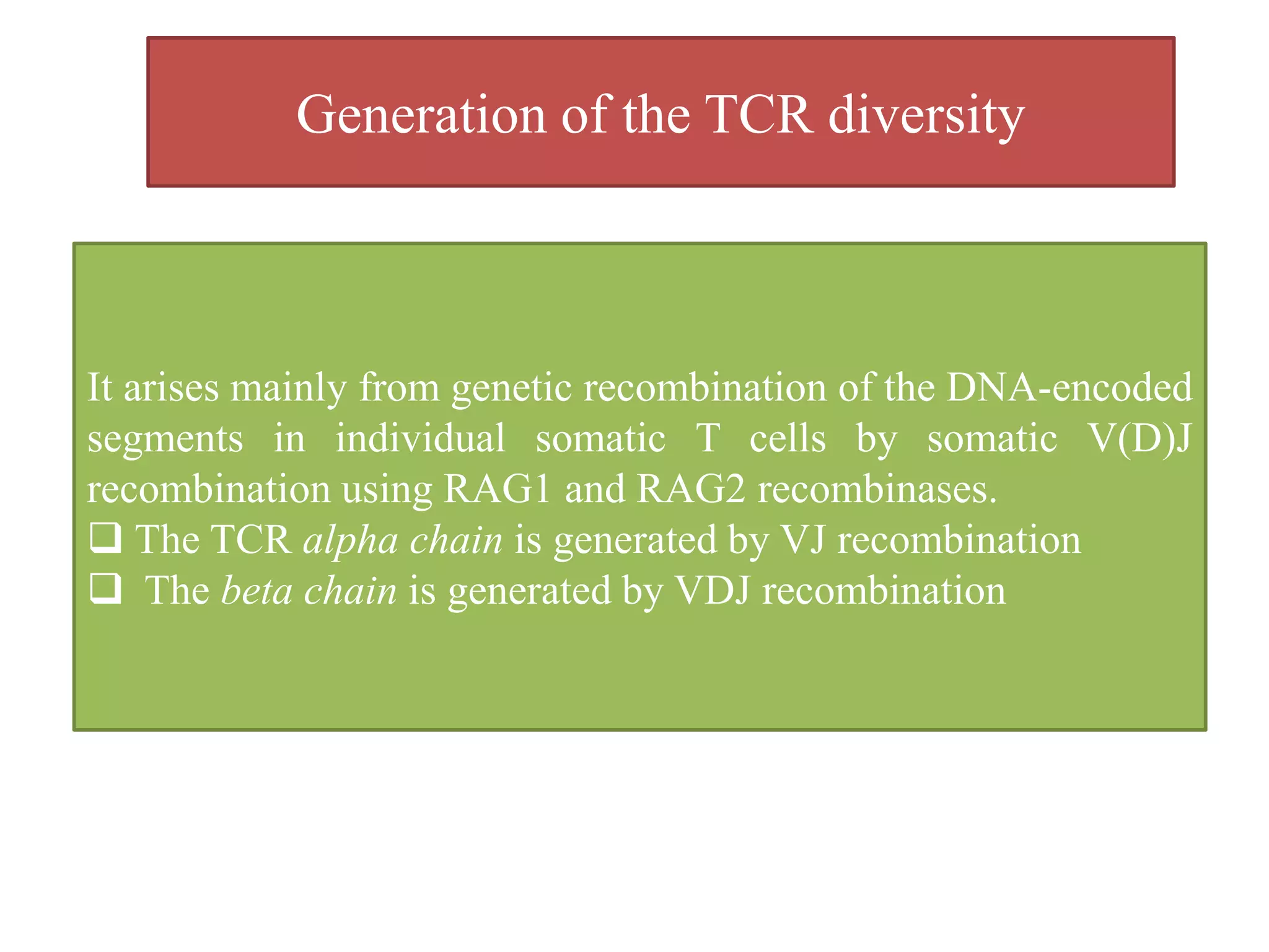 Generation of the TCR diversity
It arises mainly from genetic recombination of the DNA-encoded
segments in individual somatic T cells by somatic V(D)J
recombination using RAG1 and RAG2 recombinases.
 The TCR alpha chain is generated by VJ recombination
 The beta chain is generated by VDJ recombination
 