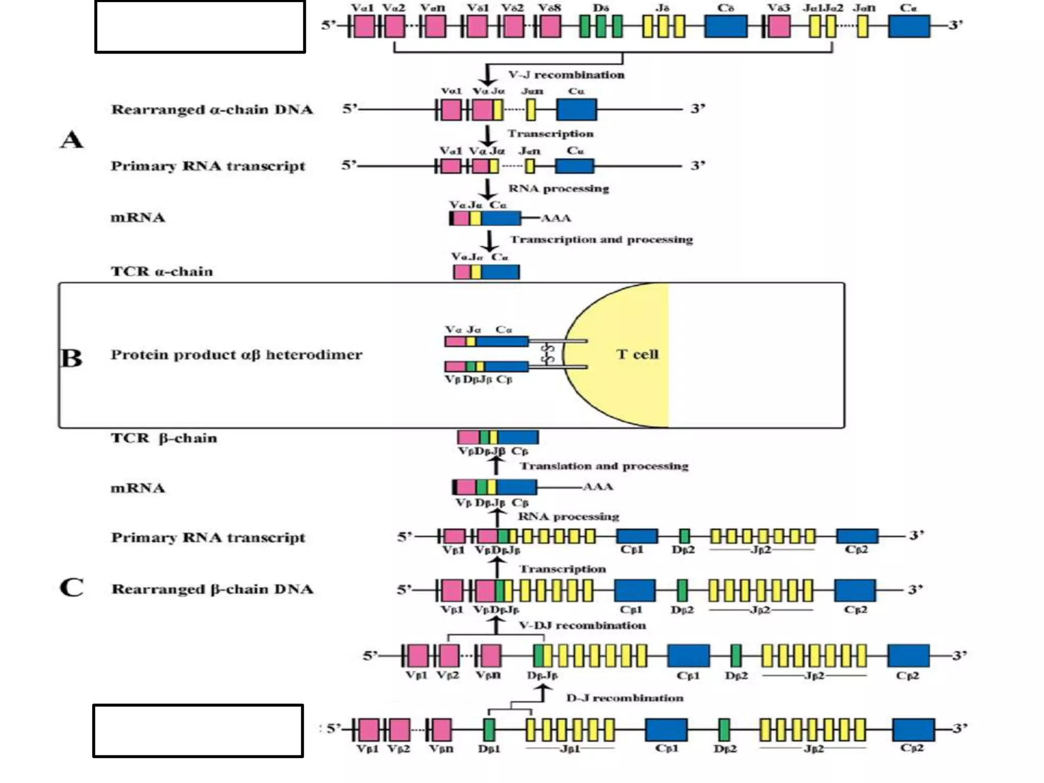 T CELL RECEPTOR.pptx