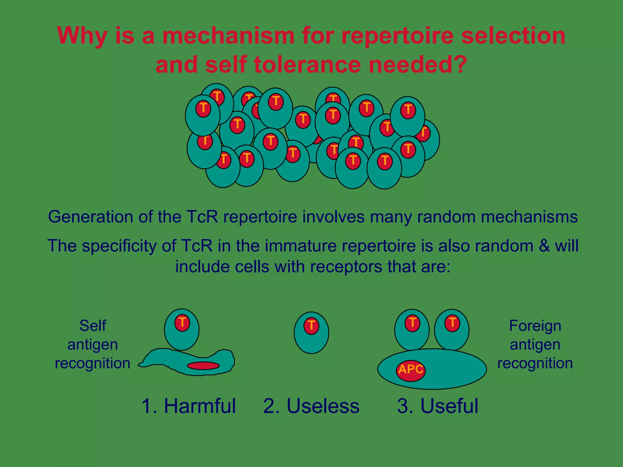 T Cell Repertoire Self Tolerance PPT