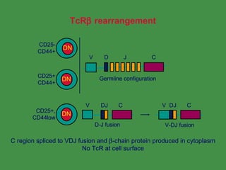 Normal Tcr Rearrangement T Cell Repertoire & Self Tolerance | PPT