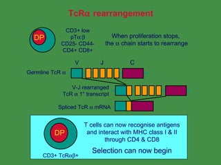 Tcr Class T Cell Repertoire & Self Tolerance | PPT
