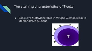 An overview of T Lymphocytes and other cell | PDF