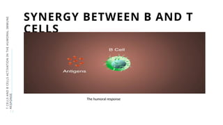 T cells and B cells activation Grp 4.pptx