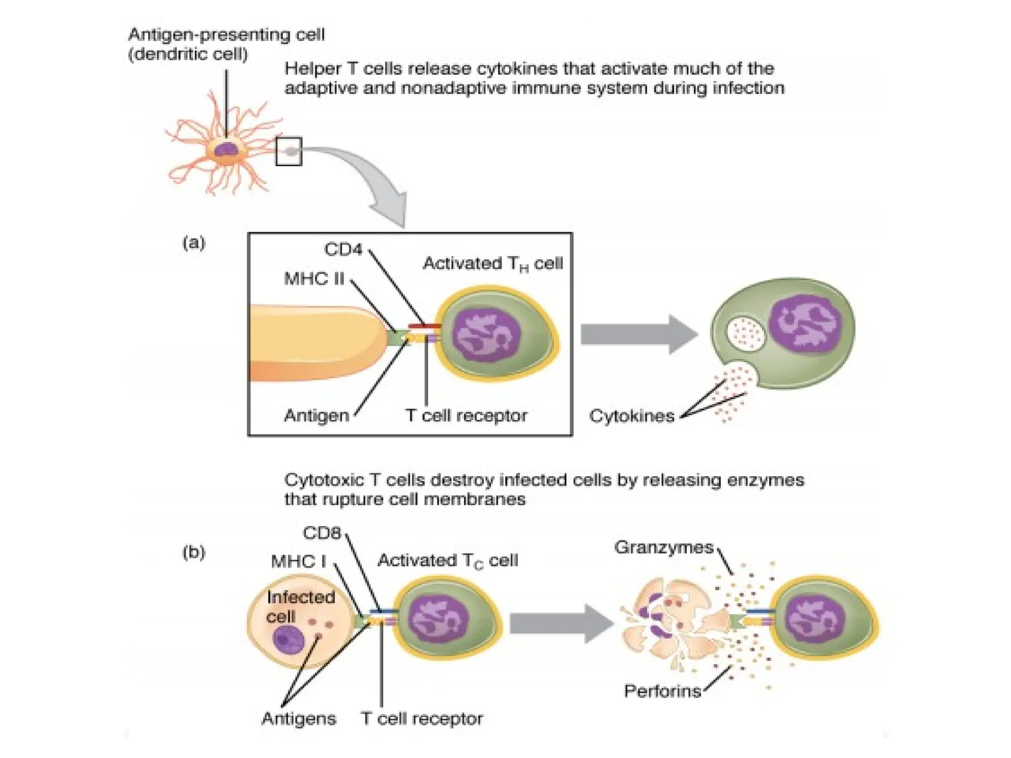 T Cells and B Cells and Ig..pptxiiiiiiiiiiiiiii | PPTX