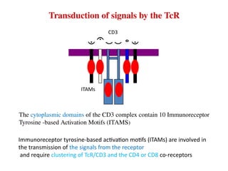 Comprehensive Overview of T-Cell Activation, Signaling, and ...
