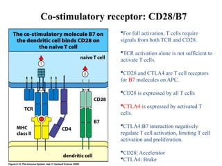 Comprehensive Overview of T-Cell Activation, Signaling, and ...