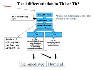 Comprehensive Overview of T-Cell Activation, Signaling, and ...