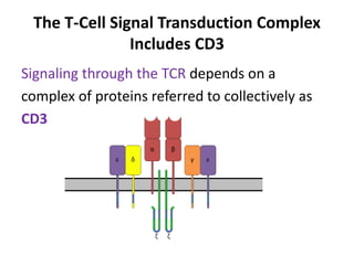 T cell signalling pathway | PPTX