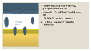 Perforin Function T CELL lymphocyte , its function, production and types pptx | PPTX
