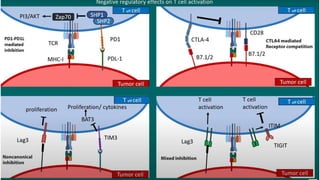 T CELL lymphocyte , its function, production and types pptx | PPTX