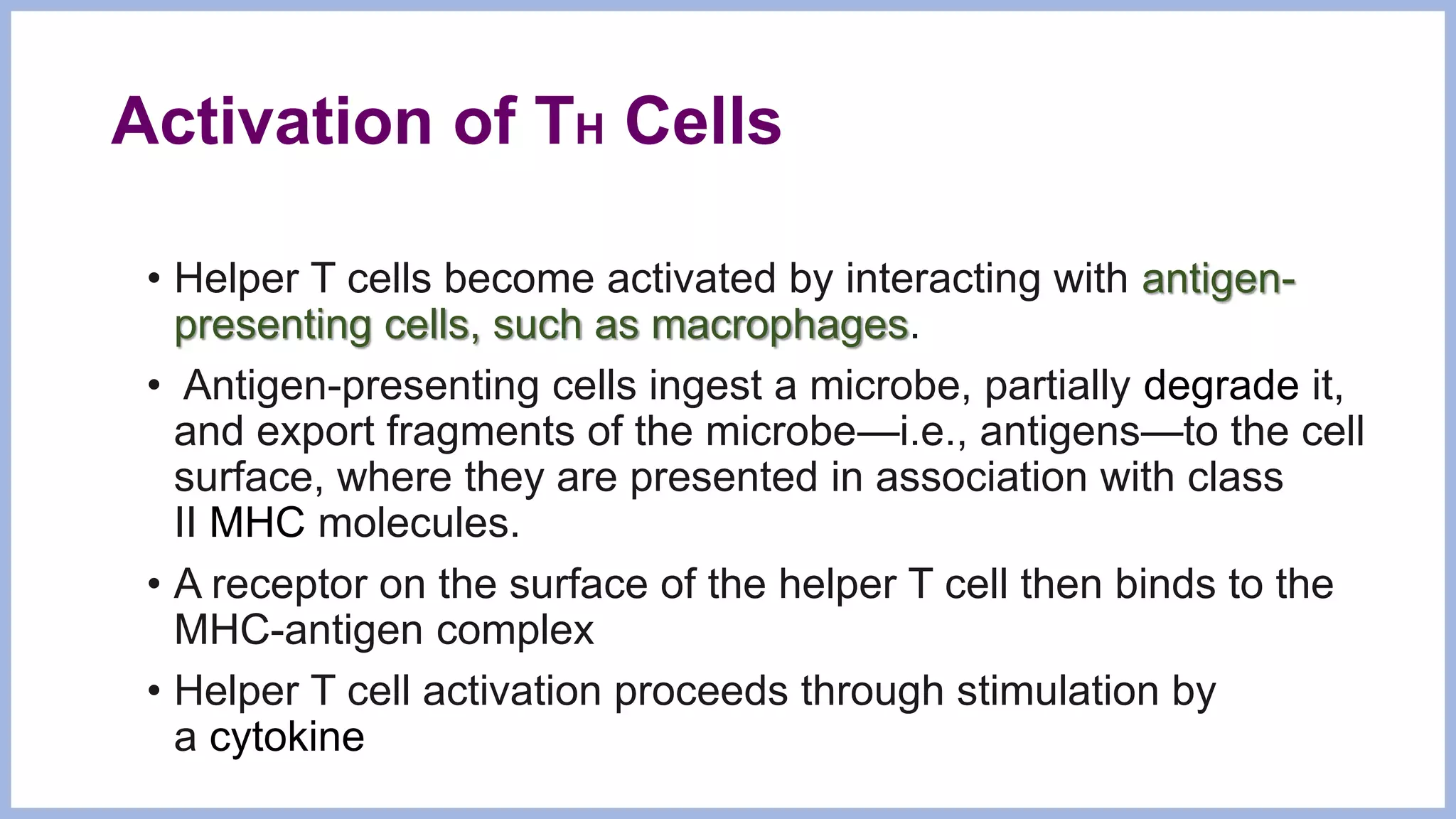 Activation of TH Cells
• Helper T cells become activated by interacting with antigen-
presenting cells, such as macrophages.
• Antigen-presenting cells ingest a microbe, partially degrade it,
and export fragments of the microbe—i.e., antigens—to the cell
surface, where they are presented in association with class
II MHC molecules.
• A receptor on the surface of the helper T cell then binds to the
MHC-antigen complex
• Helper T cell activation proceeds through stimulation by
a cytokine
 