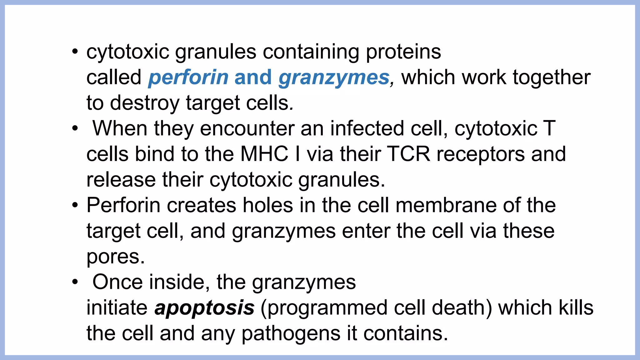 • cytotoxic granules containing proteins
called perforin and granzymes, which work together
to destroy target cells.
• When they encounter an infected cell, cytotoxic T
cells bind to the MHC I via their TCR receptors and
release their cytotoxic granules.
• Perforin creates holes in the cell membrane of the
target cell, and granzymes enter the cell via these
pores.
• Once inside, the granzymes
initiate apoptosis (programmed cell death) which kills
the cell and any pathogens it contains.
 