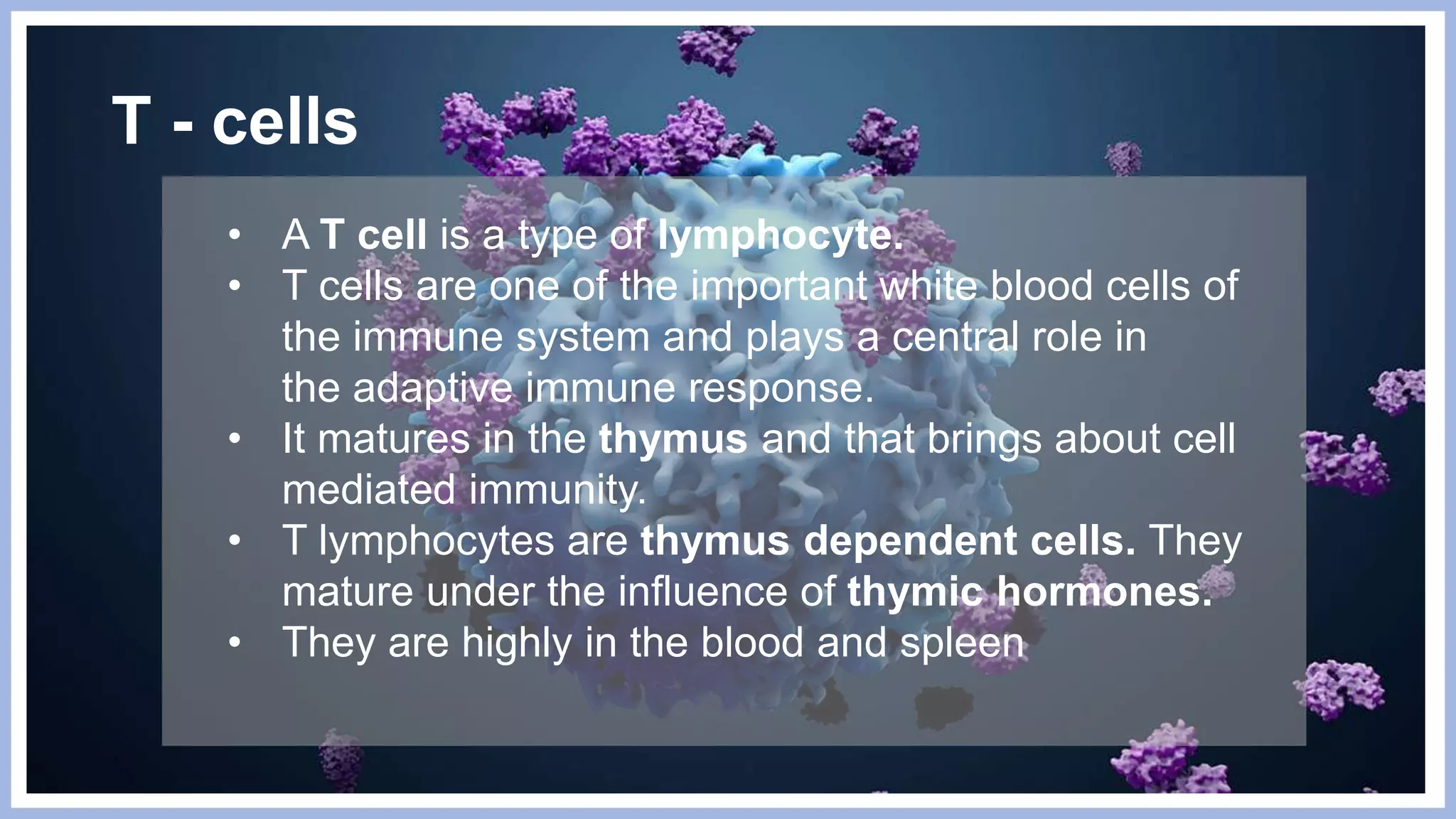 T - cells
• A T cell is a type of lymphocyte.
• T cells are one of the important white blood cells of
the immune system and plays a central role in
the adaptive immune response.
• It matures in the thymus and that brings about cell
mediated immunity.
• T lymphocytes are thymus dependent cells. They
mature under the influence of thymic hormones.
• They are highly in the blood and spleen
 