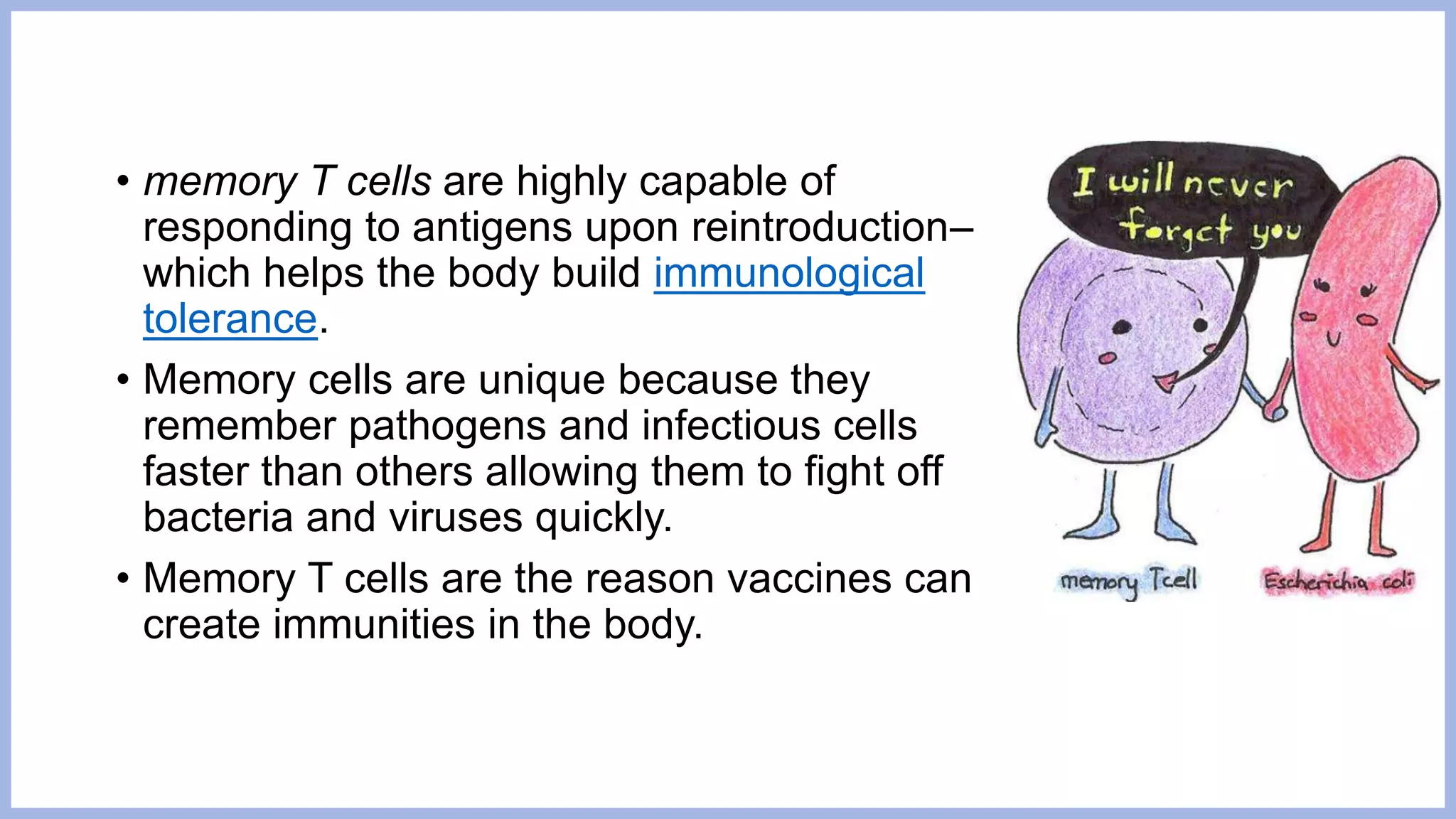 • memory T cells are highly capable of
responding to antigens upon reintroduction–
which helps the body build immunological
tolerance.
• Memory cells are unique because they
remember pathogens and infectious cells
faster than others allowing them to fight off
bacteria and viruses quickly.
• Memory T cells are the reason vaccines can
create immunities in the body.
 