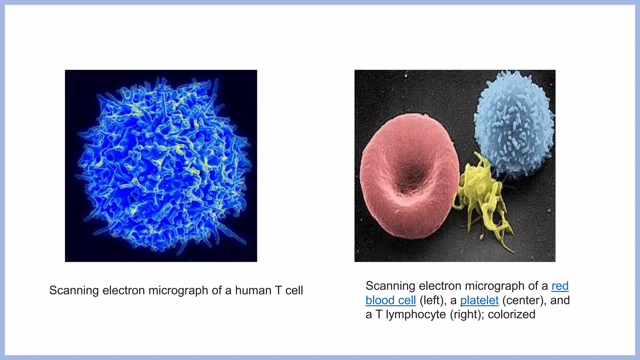 Scanning electron micrograph of a human T cell Scanning electron micrograph of a red
blood cell (left), a platelet (center), and
a T lymphocyte (right); colorized
 