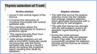 Thymic selection of T-cell:
Positive selection
• occurs in the cortical region of the
thymus.
• It involves the interaction of
immature thymocytes with cortical
epithelial cells.
• This interaction allows the
immature thymocytes to receive a
protective signal.
• This signal prevents them from
undergoing cell death.
• Cells whose receptors are not
able to bind MHC molecules would
not encounter with the thymic
epithelial cells and as a result it
would not receive the protective
signal resulting their death by
apoptosis.
Negative selection
• The cells that survive the positive
selection move into the medulla
and undergo negative selection,
which eliminates thymocytes with a
high affinity for self-antigens.
• The cells that interact too strongly
with the self-antigens receive an
apoptotic signal resulting in cell
death.
• During the same process,
however, some cells are selected
to form Treg cells. The cells that
successfully complete the selection
process exit the thymus as mature
naïve T cells.
 