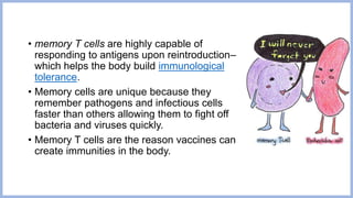 • memory T cells are highly capable of
responding to antigens upon reintroduction–
which helps the body build immunological
tolerance.
• Memory cells are unique because they
remember pathogens and infectious cells
faster than others allowing them to fight off
bacteria and viruses quickly.
• Memory T cells are the reason vaccines can
create immunities in the body.
 