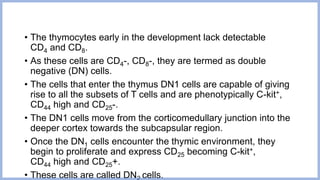 • The thymocytes early in the development lack detectable
CD4 and CD8.
• As these cells are CD4-, CD8-, they are termed as double
negative (DN) cells.
• The cells that enter the thymus DN1 cells are capable of giving
rise to all the subsets of T cells and are phenotypically C-kit+,
CD44 high and CD25-.
• The DN1 cells move from the corticomedullary junction into the
deeper cortex towards the subcapsular region.
• Once the DN1 cells encounter the thymic environment, they
begin to proliferate and express CD25 becoming C-kit+,
CD44 high and CD25+.
• These cells are called DN cells.
 