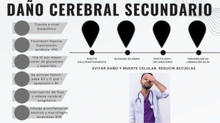 DAÑO CEREBRAL SECUNDARIO
Trauma a nivel
bioquímico
Favorecen hipoxia,
hipotensión,
acidosis >PIC
>Ca IC por mayor
unión de glutamato
y aspartato
Se activan fosfoli-
pasa A2 y C que >
apoptosis y RL.
Interrupción de flujo
y edema cerebral
progresivo
Células proinflamación
neutros y macrófagos
atraviesan BHE
EFECTO
CALCIOANTAGONISTA
BLOQUEO DE NMDA EFECTO ANTI-
INFLAMATORIO
PREVENCIÓN DE
LIBERACIÓN DE RL
EVITAR DAÑO Y MUERTE CELULAR, REDUCIR SECUELAS
 