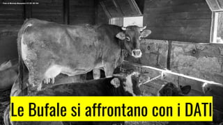 Le Bufale si affrontano con i DATI
Foto di Michele Massetani CC BY NC SA
 