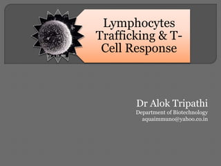 Lymphocytes
Trafficking & T-
Cell Response
Dr Alok Tripathi
Department of Biotechnology
aquaimmuno@yahoo.co.in
 