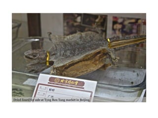 Dried lizard for sale at Tong Ren Tang market in Beijing. 