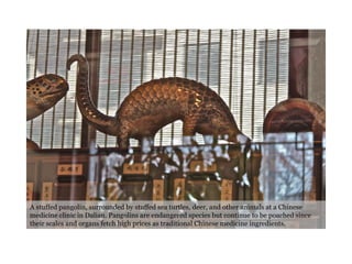 A stuffed pangolin, surrounded by stuffed sea turtles, deer, and other animals at a Chinese medicine clinic in Dalian. Pangolins are endangered species but continue to be poached since their scales and organs fetch high prices as traditional Chinese medicine ingredients. 