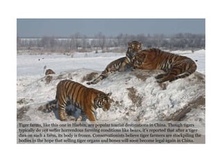 Tiger farms, like this one in Harbin, are popular tourist destinations in China. Though tigers typically do not suffer horrendous farming conditions like bears, it’s reported that after a tiger dies on such a farm, its body is frozen. Conservationists believe tiger farmers are stockpiling the bodies in the hope that selling tiger organs and bones will soon become legal again in China. 