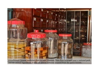 A traditional Chinese medicine clinic in rural Vietnam. This clinic is located near a national park, and the animal ingredients it sells are almost certainly sourced from the park’s forests. 