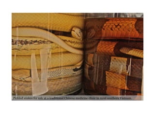 Pickled snakes for sale at a traditional Chinese medicine clinic in rural southern Vietnam. 