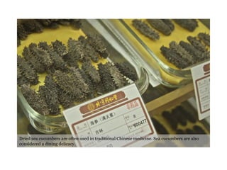 Dried sea cucumbers are often used in traditional Chinese medicine. Sea cucumbers are also considered a dining delicacy. 