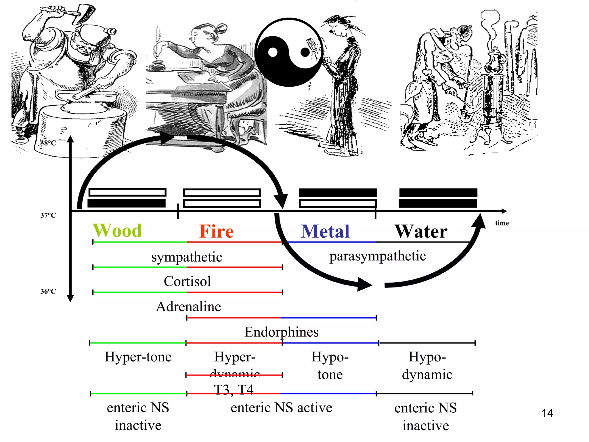  Hyper-dynamic sympathetic parasympathetic Cortisol Adrenaline Endorphines enteric NS active Hyper-tone T3, T4 Hypo- tone Hypo-dynamic enteric NS inactive enteric NS inactive 37°C time 38°C 36°C Wood Metal Water Fire 