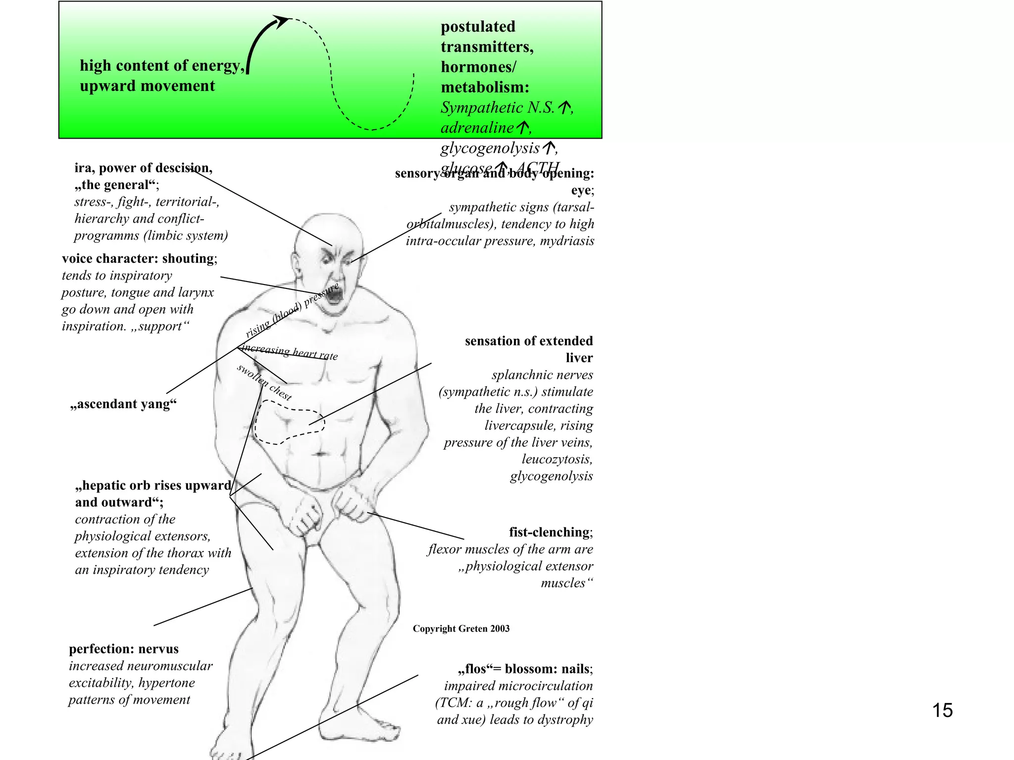 Clinical manifestations of wood high content of energy, upward movement postulated transmitters, hormones/ metabolism: Sympathetic N.S.  , adrenaline  , glycogenolysis  , glucose  , ACTH ira, power of descision,  „ the general“ ; stress-, fight-, territorial-, hierarchy and conflict-programms (limbic system) sensory organ and body opening: eye ; sympathetic signs (tarsal- orbitalmuscles), tendency to high intra-occular pressure, mydriasis voice character: shouting ; tends to inspiratory posture, tongue and larynx go down and open with inspiration. „support“ „ ascendant yang“ sensation of extended liver splanchnic nerves (sympathetic n.s.) stimulate the liver, contracting livercapsule, rising pressure of the liver veins, leucozytosis, glycogenolysis „ hepatic orb rises upward and outward“; contraction of the physiological extensors, extension of the thorax with an inspiratory tendency fist-clenching ; flexor muscles of the arm are „physiological extensor muscles“ perfection:   nervus increased neuromuscular excitability, hypertone patterns of movement „ flos“= blossom:   nails ; impaired microcirculation (TCM: a „rough flow“ of qi and xue) leads to dystrophy rising (blood) pressure increasing heart rate swollen chest Copyright Greten 2003 chinese interpretation ; western equivalent 