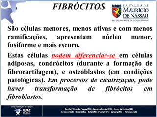 FIBRÓCITOS São células menores, menos ativas e com menos ramificações, apresentam núcleo menor, fusiforme e mais escuro.  Estas células  podem diferenciar-se  em células adiposas, condrócitos (durante a formação de fibrocartilagem), e osteoblastos (em condições patológicas).  Em processos de cicatrização, pode haver transformação de fibrócitos em fibroblastos. 