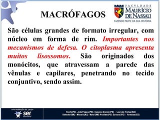 MACRÓFAGOS São células grandes de formato irregular, com núcleo em forma de rim.  Importantes nos mecanismos de defesa. O   citoplasma apresenta muitos lisossomos .  São originados dos monócitos, que atravessam a parede das vênulas e capilares, penetrando no tecido conjuntivo, sendo assim. 