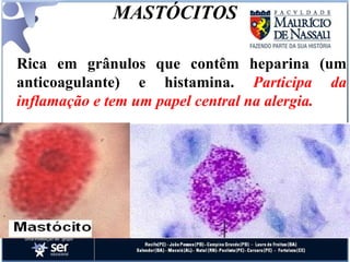 MASTÓCITOS Rica em grânulos que contêm heparina (um anticoagulante) e histamina.  Participa da inflamação e tem um papel central na alergia. 